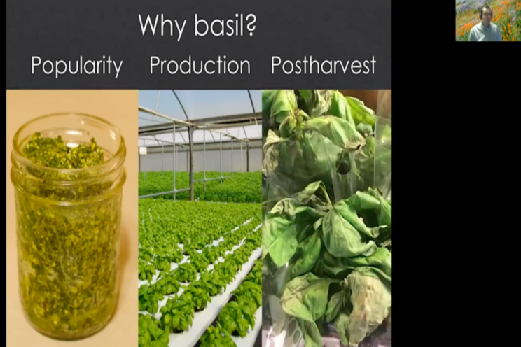 Indoor Ag Sci Café | Lighting to improve the flavor of basil Indoor Ag Sci Café | Lighting to improve the flavor of basil