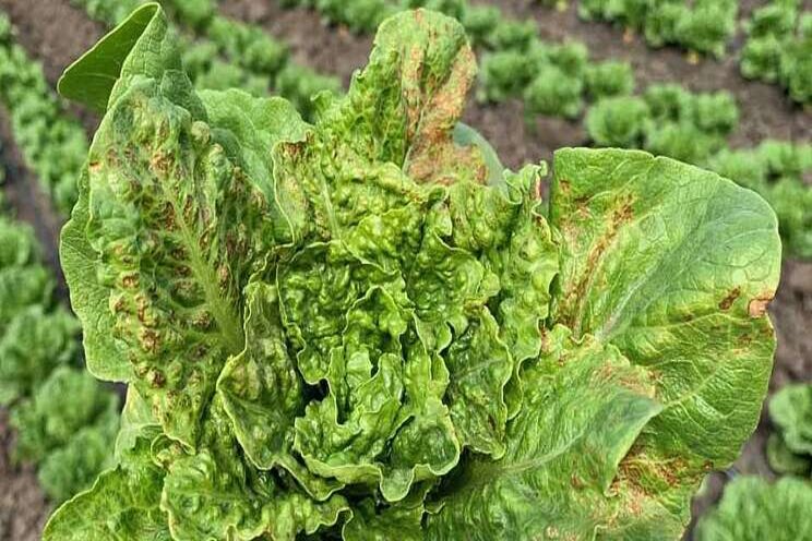 Manage impatiens necrotic spot virus in lettuce Manage impatiens necrotic spot virus in lettuce