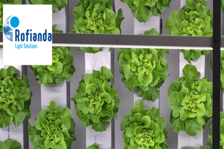 Q&A| How Rofianda deals with the coronavirus impact Q&A| How Rofianda deals with the coronavirus impact