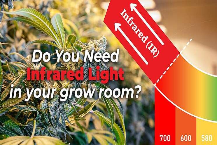 Infrared light in your grow room