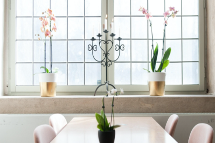 How do indoor plants affect people's mood? How do indoor plants affect people's mood?