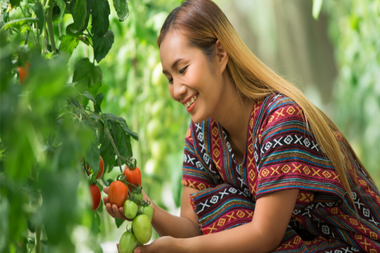 Computer grows the best tomatoes Computer grows the best tomatoes