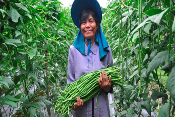 Access of affordable veggies for 70,000 households Access of affordable veggies for 70,000 households