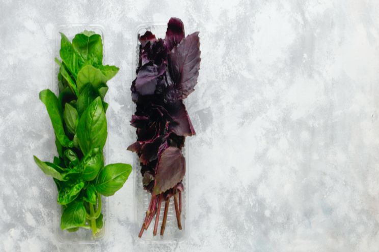 Basil : A cool twist for a common plant Basil : A cool twist for a common plant