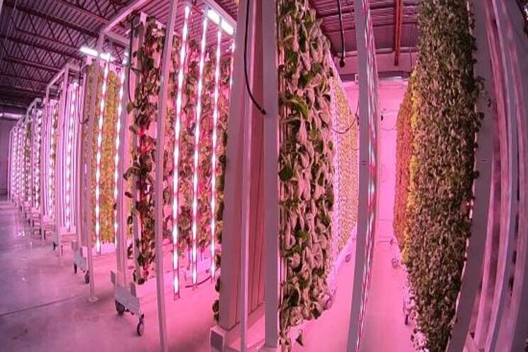 Vertical farm opens first of 20 planned facilities Vertical farm opens first of 20 planned facilities