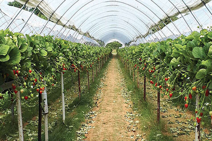 Powdery mildew prediction tool to boost strawberry industry Powdery mildew prediction tool to boost strawberry industry