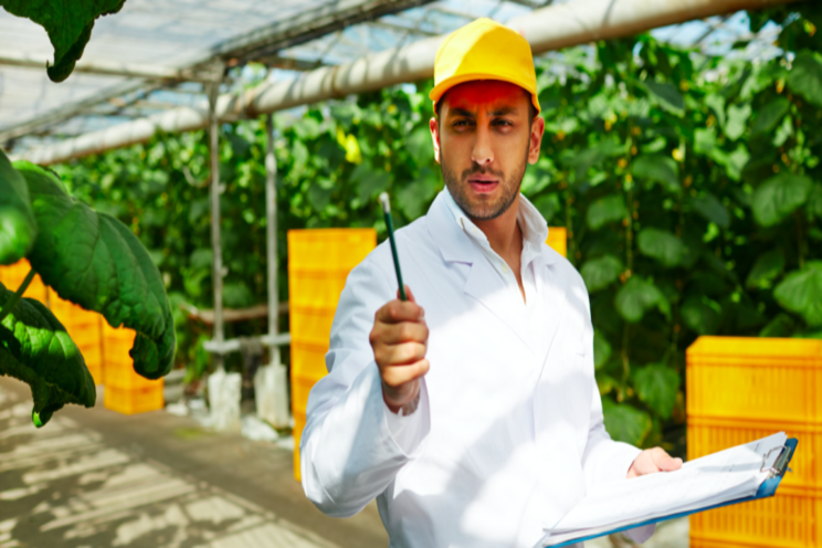 How supplemental lighting impacts cucumber production How supplemental lighting impacts cucumber production
