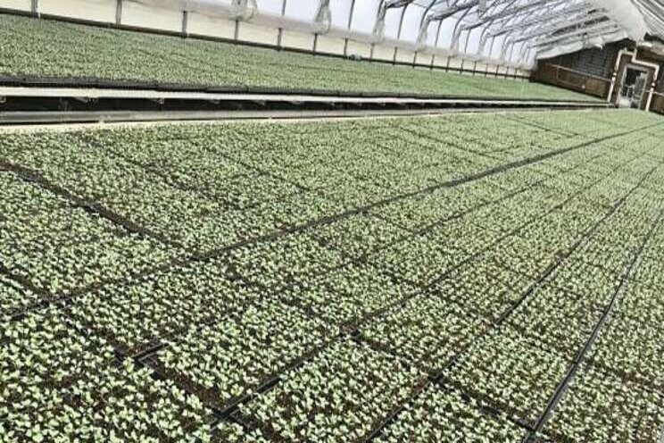 Newfoundland invests in greenhouse veggy facilities Newfoundland invests in greenhouse veggy facilities