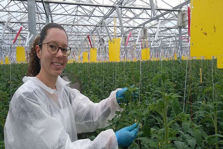 Nematodes established solution for Nesidiocoris Nematodes established solution for Nesidiocoris