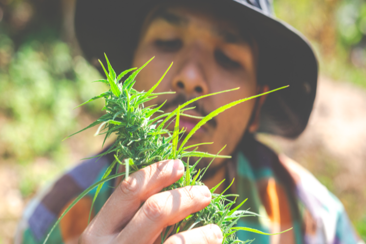 Become a licensed cannabis producer in B.C. Become a licensed cannabis producer in B.C.