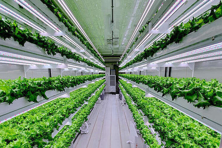 UAE to launch hydroponic vertical farming UAE to launch hydroponic vertical farming