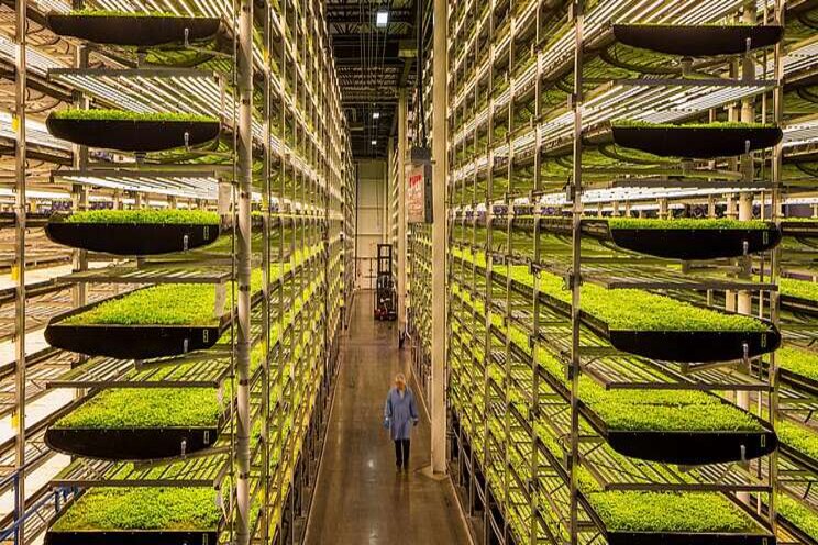 Vertical farming with hydroponics Vertical farming with hydroponics