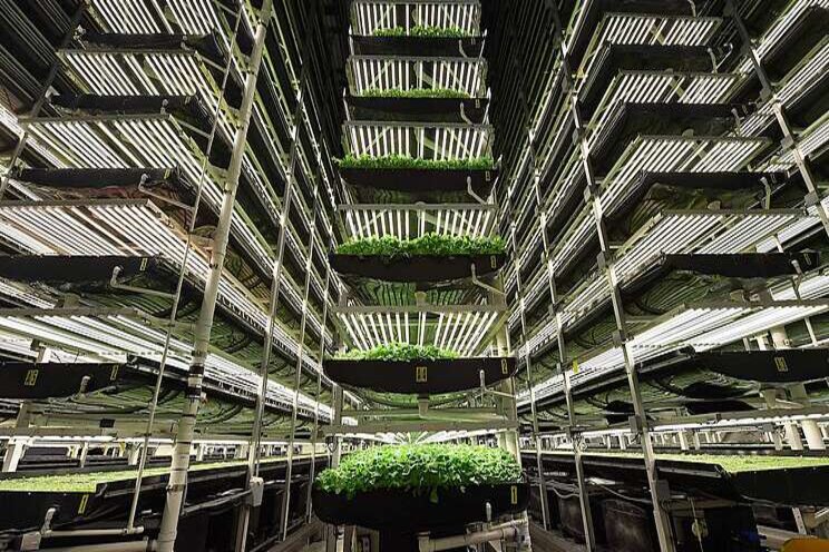 Is indoor agri the future of farming? Is indoor agri the future of farming?