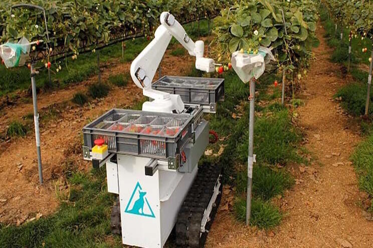 Automato harvest: AI beats farmer Automato harvest: AI beats farmer