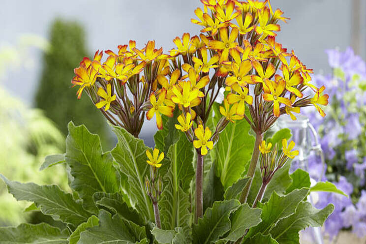 Culture Report: Primula 'Oakleaf Yellow Picotee' Culture Report: Primula 'Oakleaf Yellow Picotee'