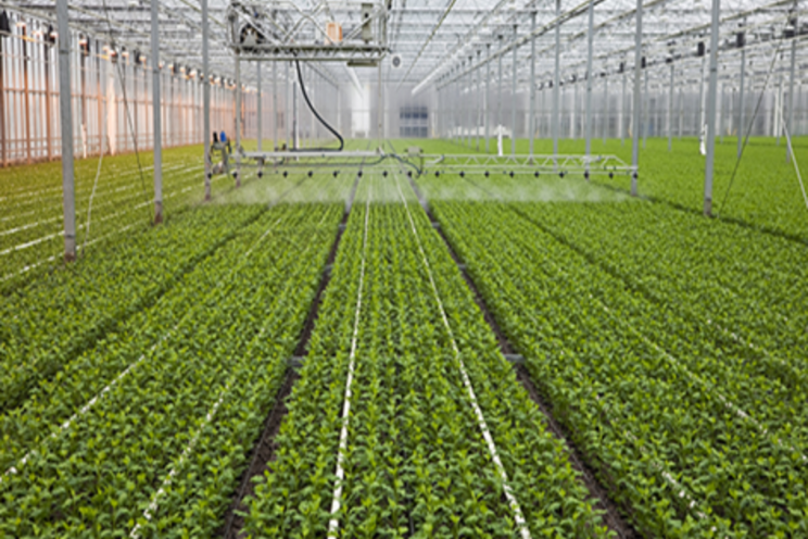 The pandemic speeds up optimisations in horticulture The pandemic speeds up optimisations in horticulture