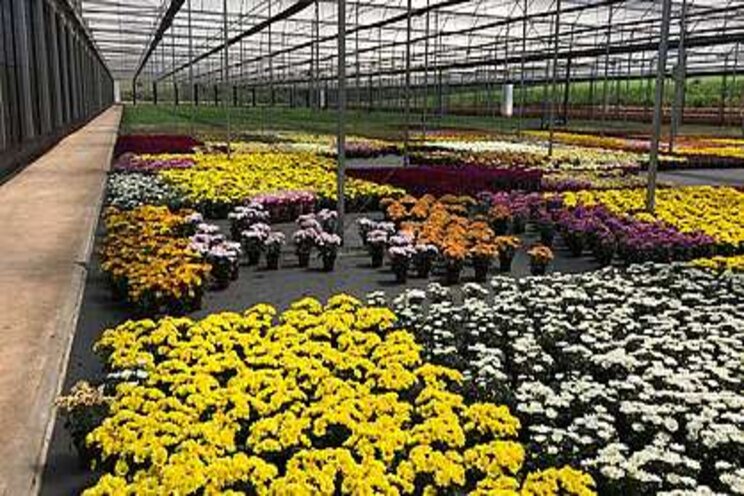 Rescheduled int'l horti events focus on future opportunities Rescheduled int'l horti events focus on future opportunities