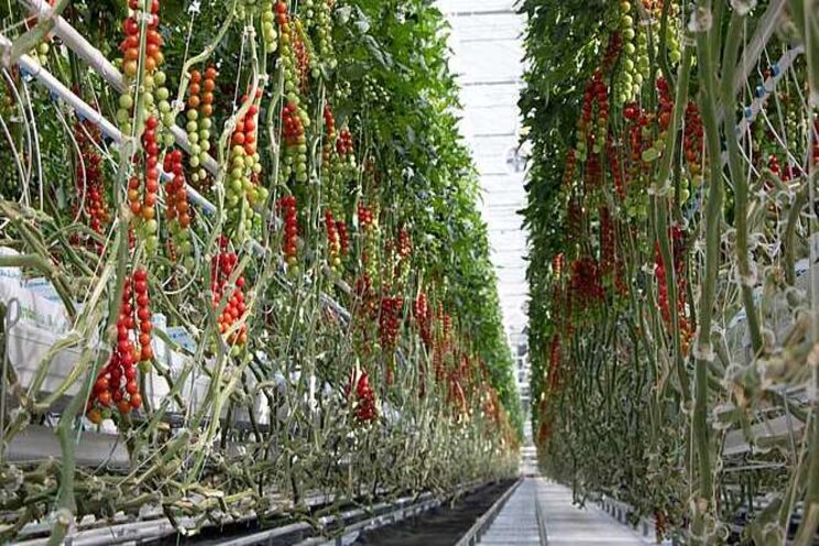 Mucci Farms adding fresh vegetable distribution Mucci Farms adding fresh vegetable distribution