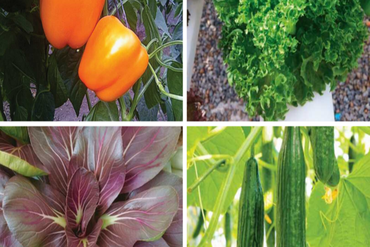 7 new veggies to add to your 2021 fresh-market lineup 7 new veggies to add to your 2021 fresh-market lineup