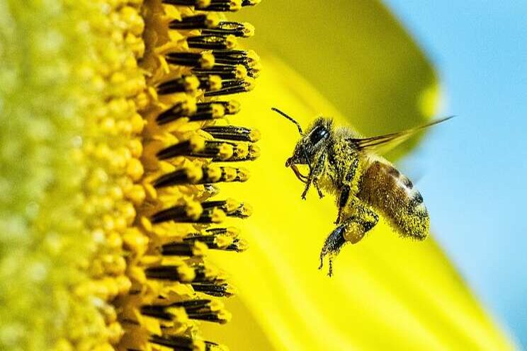 STUDY| Soap bubbles could assist bees with pollination STUDY| Soap bubbles could assist bees with pollination
