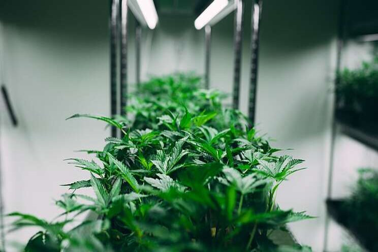 From railway signals to cannabis cultivation From railway signals to cannabis cultivation