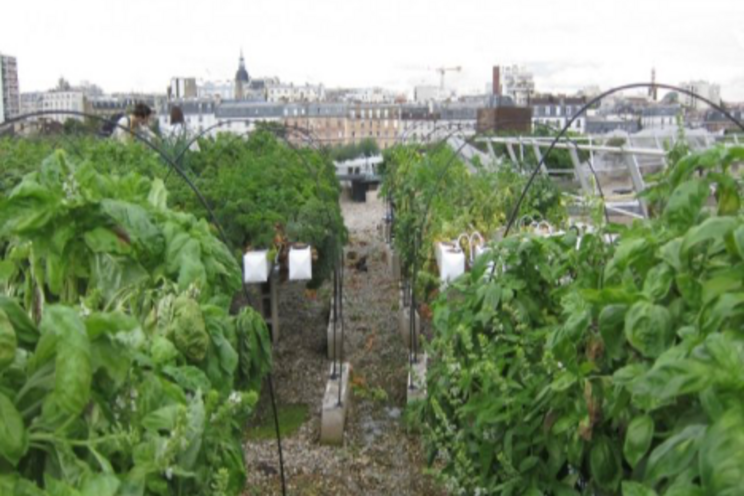 From insects to vertical farming From insects to vertical farming
