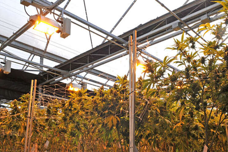 Starting your commercial cannabis operation Starting your commercial cannabis operation