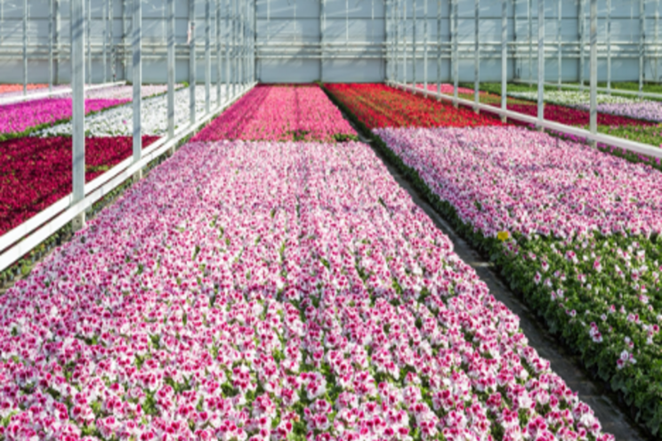 CEA for various crops - cannabis and ornamental flowers CEA for various crops - cannabis and ornamental flowers