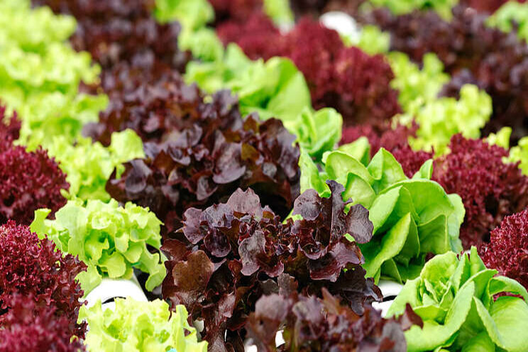 CEA for short-cycle single harvest leafy green crops CEA for short-cycle single harvest leafy green crops