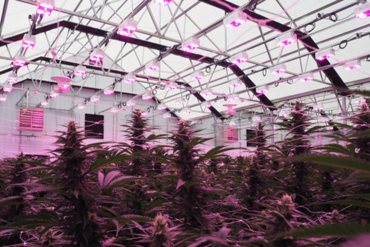 Cannabis growing with horti SSL is a numbers game Cannabis growing with horti SSL is a numbers game