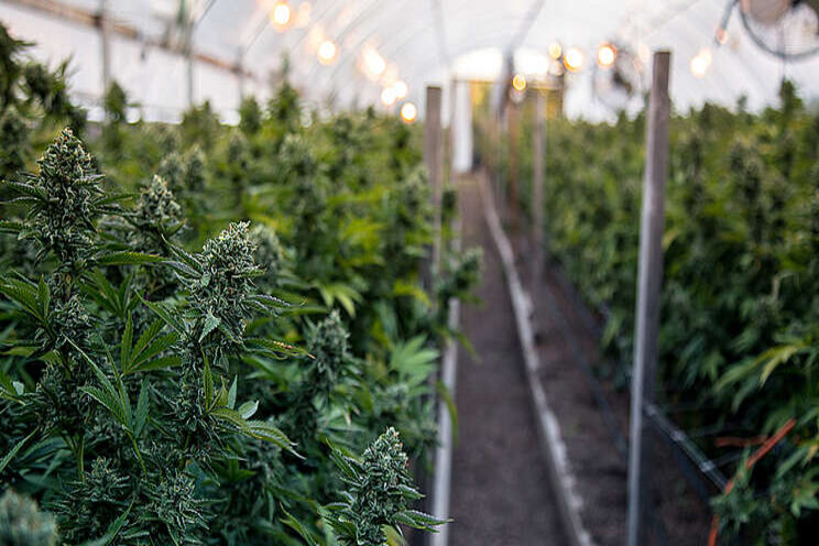 Growing cannabis the energy-efficient way Growing cannabis the energy-efficient way