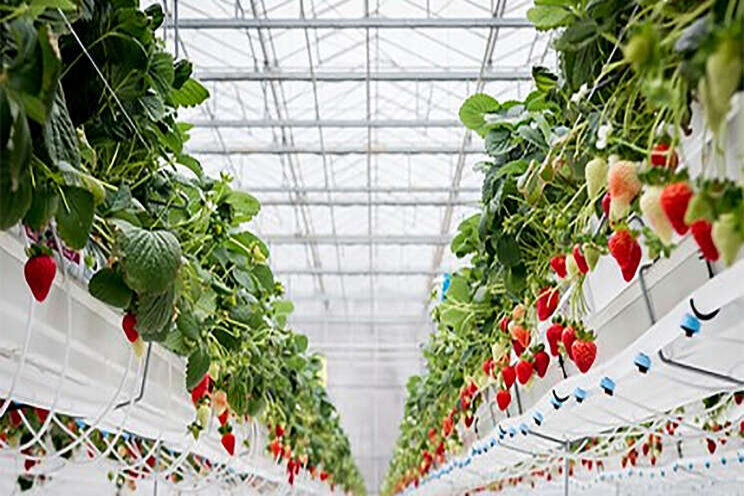 A 35-acre Dutch-style hydroponic greenhouse and more A 35-acre Dutch-style hydroponic greenhouse and more