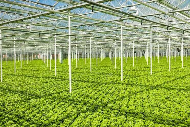 Hydroponic lettuce increasingly grown Hydroponic lettuce increasingly grown