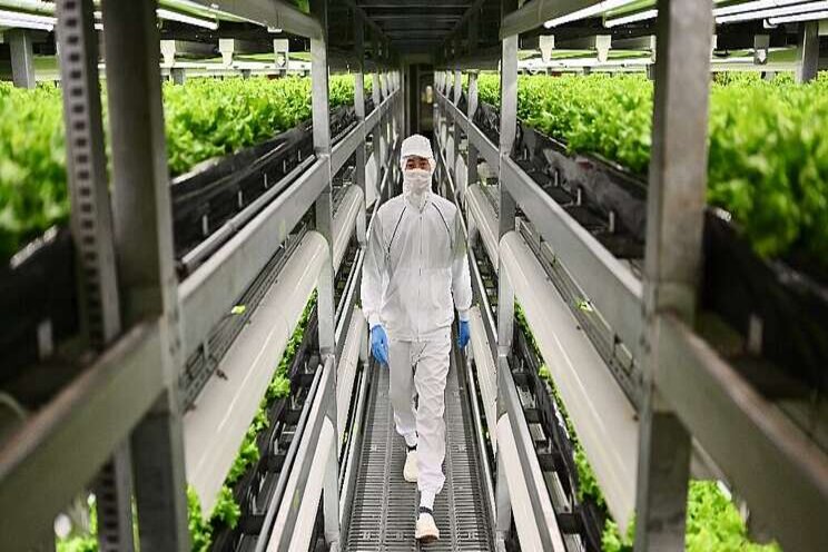Vertical farming takes off in ageing Japan Vertical farming takes off in ageing Japan