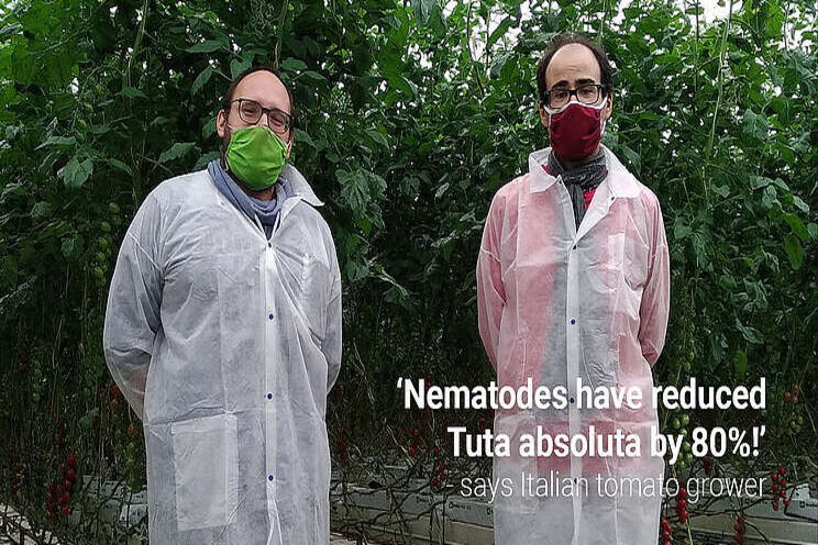 Nematodes significantly reduce Tuta larvae Nematodes significantly reduce Tuta larvae