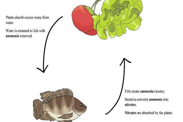 Aquaponics: A solution for self-sustainability Aquaponics: A solution for self-sustainability