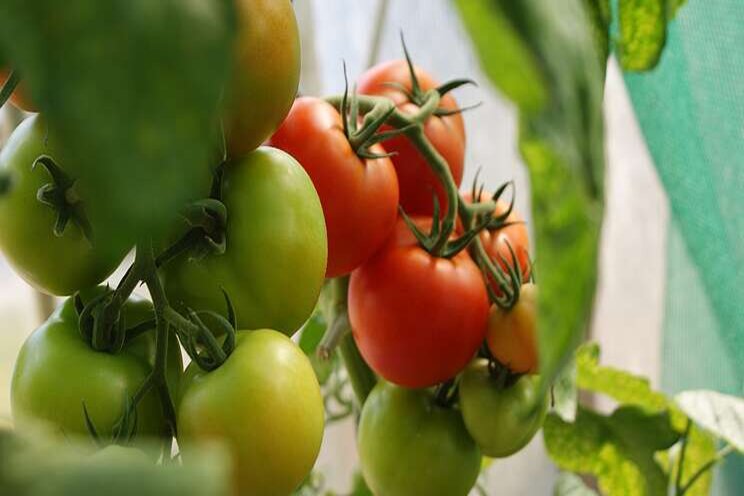 Handling requirements for Florida tomatoes Handling requirements for Florida tomatoes