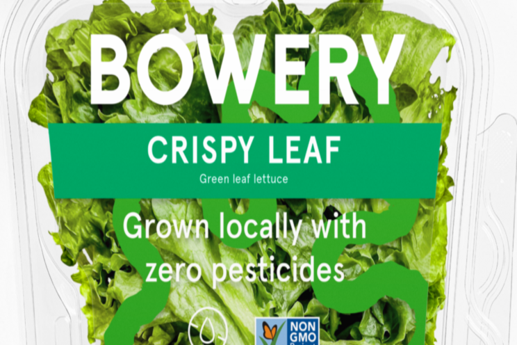Crispy Leaf lettuce introduced Crispy Leaf lettuce introduced