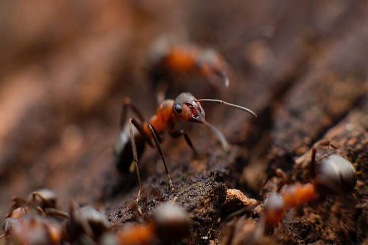 EU against pesticides to fight insect decline EU against pesticides to fight insect decline