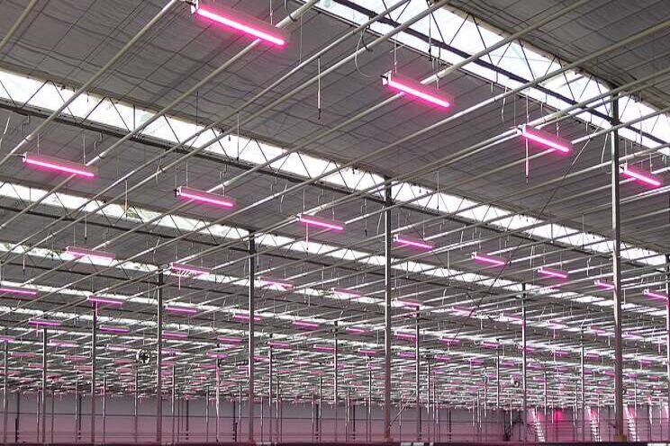 Growers positive about grow light system payback period Growers positive about grow light system payback period