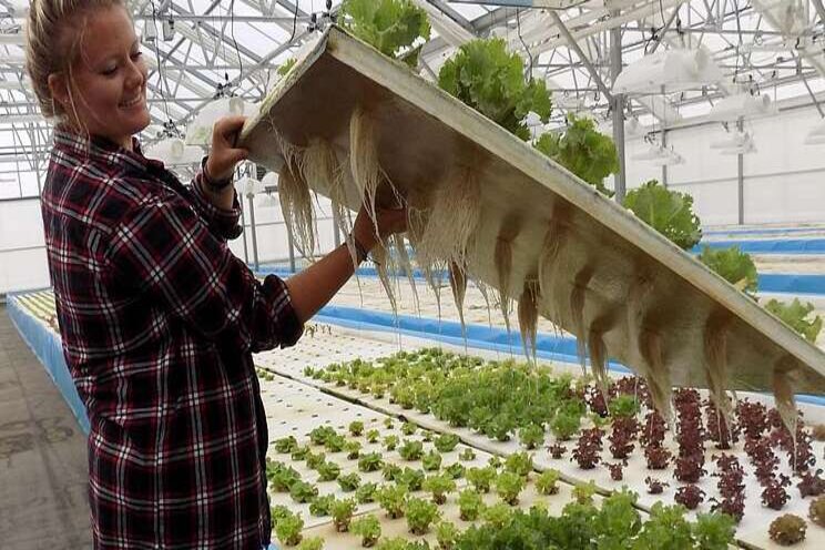 Aquaponics market size to reach $1,019M by 2026 Aquaponics market size to reach $1,019M by 2026