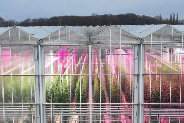 Top light series for global greenhouse cultivators Top light series for global greenhouse cultivators