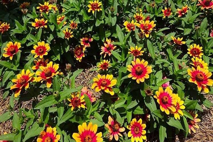 First 'Plants of Distinction' for 2020 First 'Plants of Distinction' for 2020