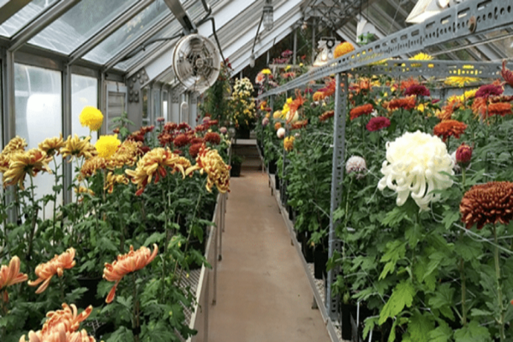 Greenhouse farming 101: Advantages & disadvantages Greenhouse farming 101: Advantages & disadvantages