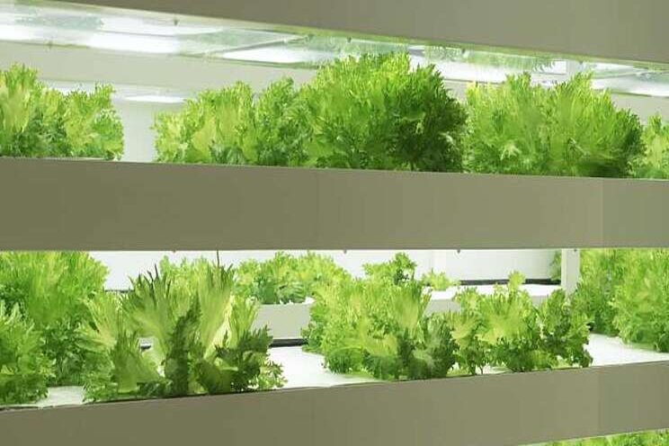 A roadmap for the future of vertical farming A roadmap for the future of vertical farming
