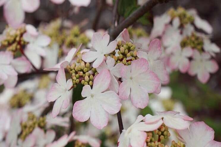 Viburnum 'Kilimandjaro Sunrise' awarded plant of the decade Viburnum 'Kilimandjaro Sunrise' awarded plant of the decade
