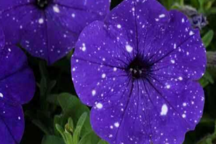 New innovative breeding invites you New innovative breeding invites you