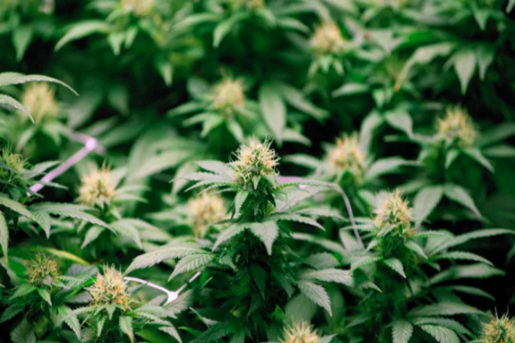 Cannabis greenhouse as money-saving measure Cannabis greenhouse as money-saving measure