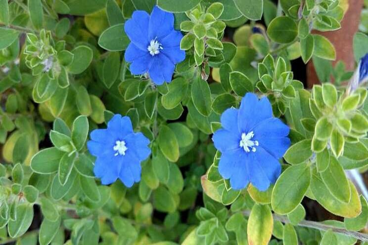 Texas Superstar ornamental, blooming plants Texas Superstar ornamental, blooming plants