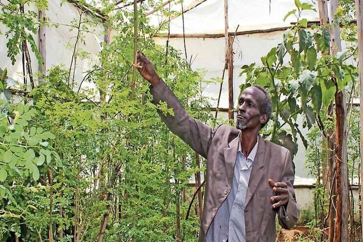 Why I grow my moringa inside a greenhouse Why I grow my moringa inside a greenhouse